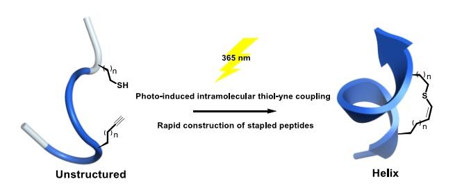 光引发分子内巯基-炔自由基点击化学快速构建烯基硫醚侧链订书肽