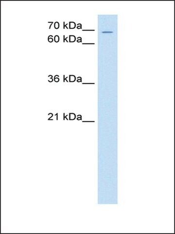 Anti-ZNF131 antibody produced in rabbit