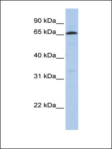 Anti-ZNF136 antibody produced in rabbit