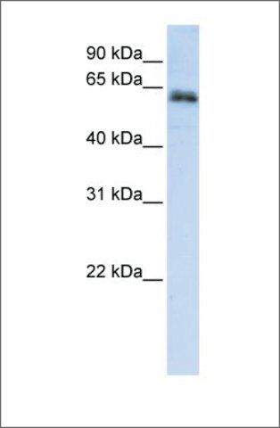 Anti-ZNF131 antibody produced in rabbit
