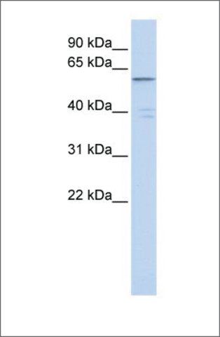 Anti-ZNF141 (ab2) antibody produced in rabbit