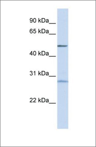 Anti-ZNF141 (ab1) antibody produced in rabbit