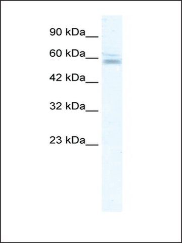 Anti-ZNF141 antibody produced in rabbit