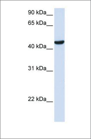 Anti-ZNF134 antibody produced in rabbit