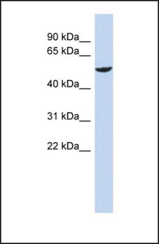 Anti-ZNF154, (N-terminal) antibody produced in rabbit