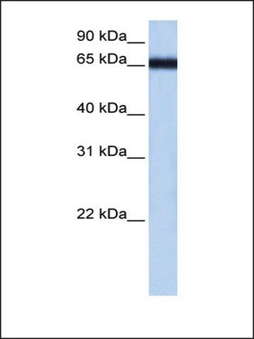 Anti-ZNF14 antibody produced in rabbit