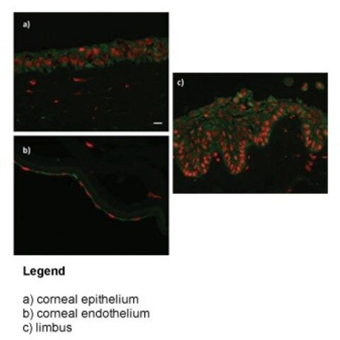 Anti-ZNF133 antibody produced in rabbit