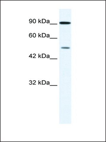 Anti-ZNF175 antibody produced in rabbit
