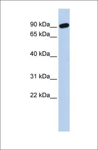 Anti-ZNF132 antibody produced in rabbit