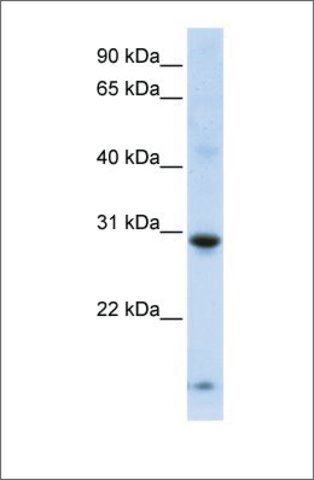 Anti-ZNF138 (ab3) antibody produced in rabbit