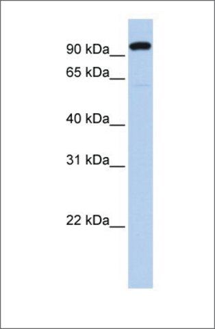 Anti-ZNF175 (ab2) antibody produced in rabbit
