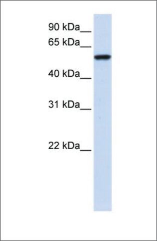 Anti-ZNF675 antibody produced in rabbit