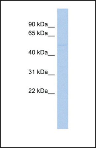 Anti-ZNF669, (N-terminal) antibody produced in rabbit