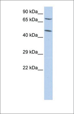 Anti-ZNF672 (ab2) antibody produced in rabbit