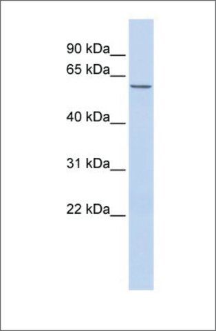 Anti-ZNF672 (ab1) antibody produced in rabbit