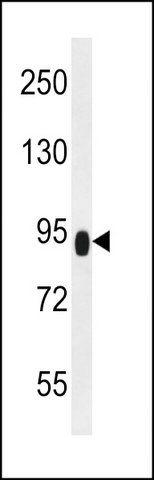 ANTI-ZBTB41 (CENTER) antibody produced in rabbit