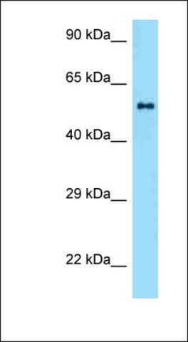 Anti-ZBTB37 antibody produced in rabbit
