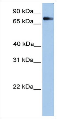 Anti-ZBTB48 antibody produced in rabbit