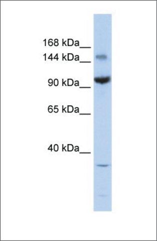 Anti-ZBTB40 antibody produced in rabbit