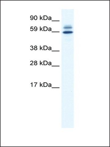 Anti-ZBTB38 (AB1) antibody produced in rabbit