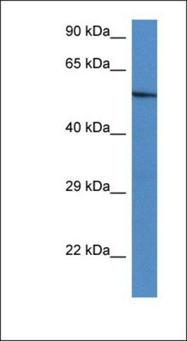 Anti-ZBTB43 antibody produced in rabbit