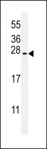 ANTI-SRTD3 (N-TERM) antibody produced in rabbit