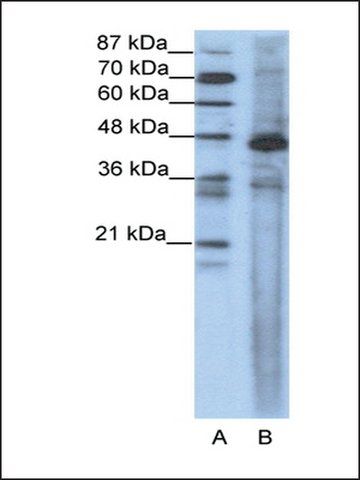 Anti-SRF antibody produced in rabbit