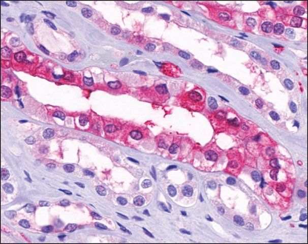 Anti-SUCNR1 antibody produced in rabbit
