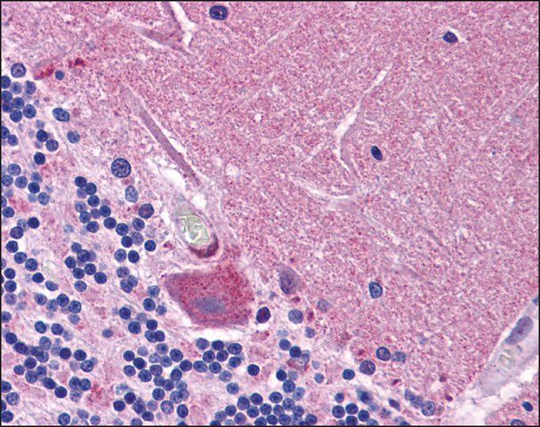 Anti-SYNGR1 / SYNAPTOGYRIN 1 antibody produced in rabbit