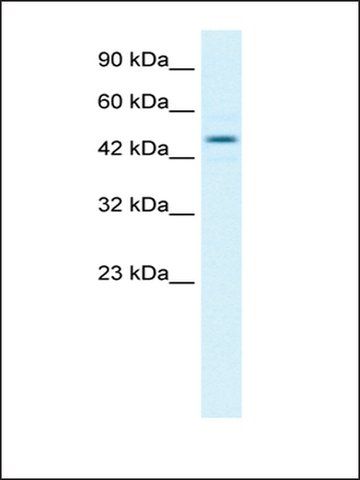 Anti-TCEB1 (AB2) antibody produced in rabbit