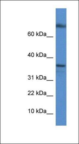 Anti-TCEA1 antibody produced in rabbit