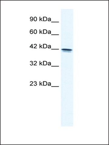 Anti-TCEA3 (AB1) antibody produced in rabbit