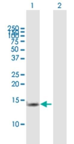 Anti-TCEB2 antibody produced in mouse