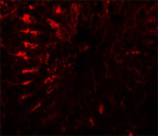 Anti-TCTEX1D3 antibody produced in rabbit