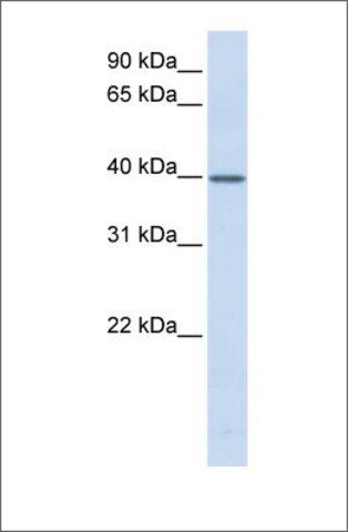 Anti-TCEA3 antibody produced in rabbit