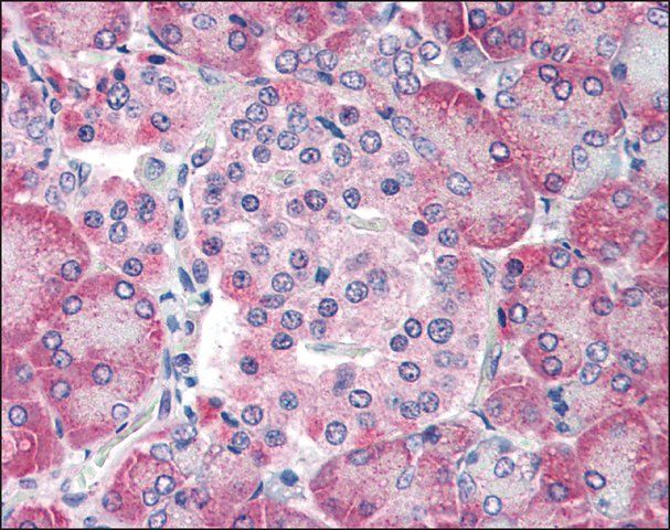 Anti-TM9SF4 antibody produced in rabbit