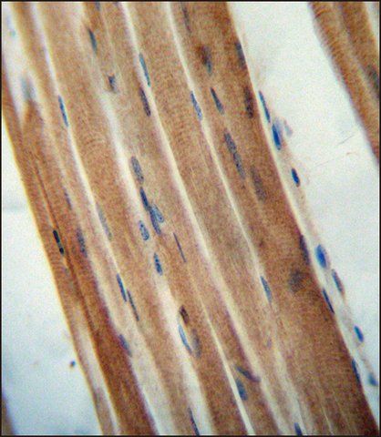 ANTI-TMCO7 (C-TERM) antibody produced in rabbit