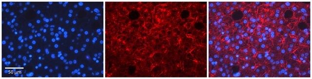 Anti-TMED1 antibody produced in rabbit