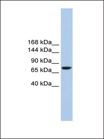 Anti-TMC2 antibody produced in rabbit