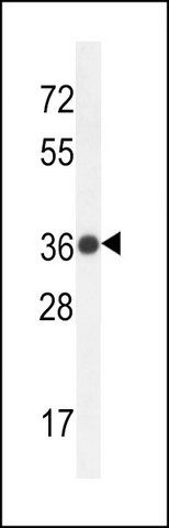 ANTI-TMBIM4 (N-TERM) antibody produced in rabbit