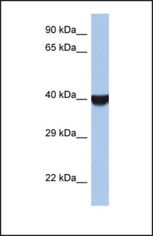 Anti-TMED8 antibody produced in rabbit