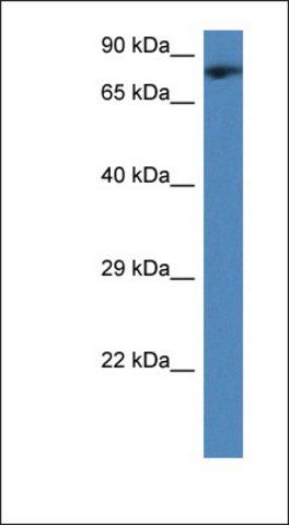 Anti-TMCO3 antibody produced in rabbit