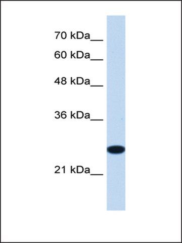 Anti-TMEM109 antibody produced in rabbit