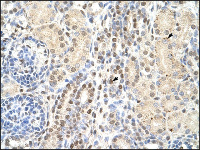 Anti-TMED4 antibody produced in rabbit