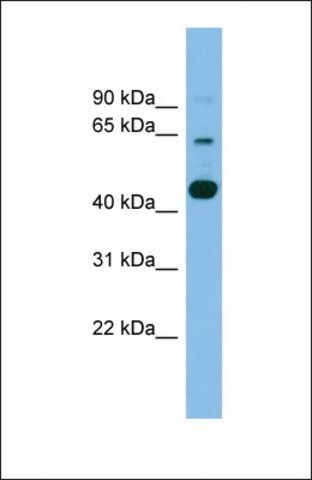 Anti-TMEM195 antibody produced in rabbit