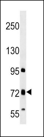ANTI-TMC4 (N-TERM) antibody produced in rabbit