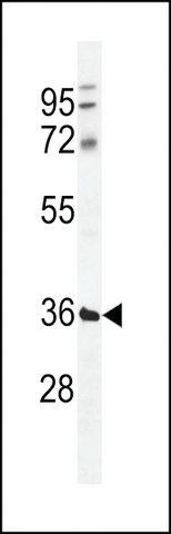 ANTI-TMCO5B(C-TERMINAL) antibody produced in rabbit