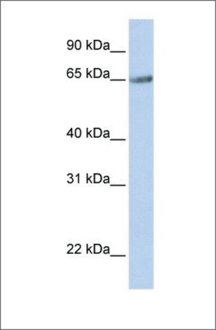 Anti-TM9SF1 antibody produced in rabbit