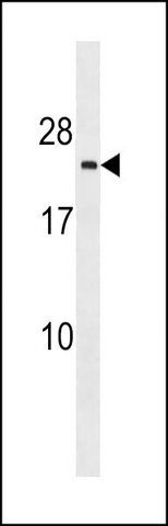 ANTI-TMED3 (C-TERM) antibody produced in rabbit