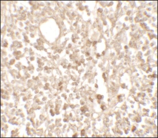 Anti-TMEM107 antibody produced in rabbit